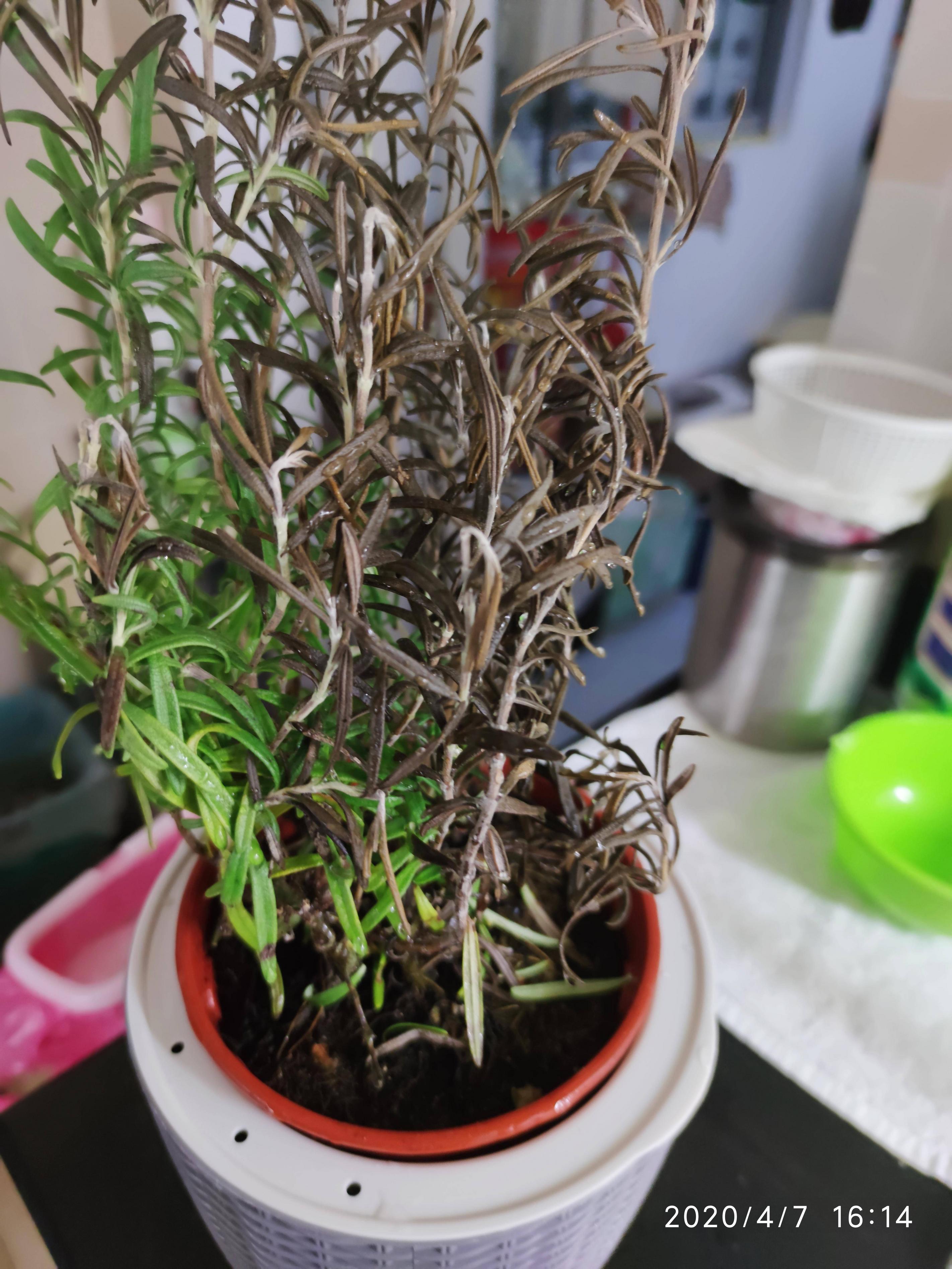 4. Soil is Too Acidic (Rosemary Prefers Soil pH 6-7.5)