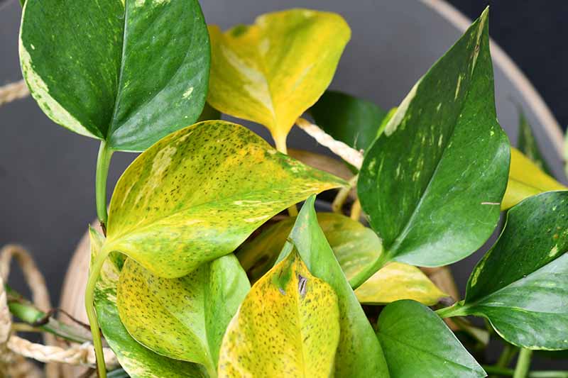 Ivy Leaves Turning Yellow? (How to Save it)