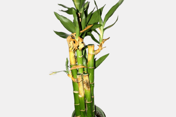 How to Save Lucky Bamboo That is Turning Yellow