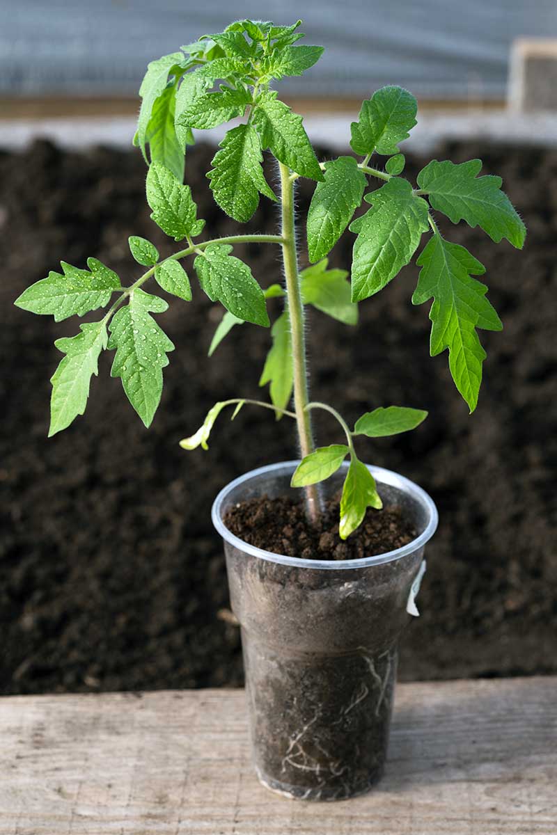 How Long Can a Tomato Plant Live?