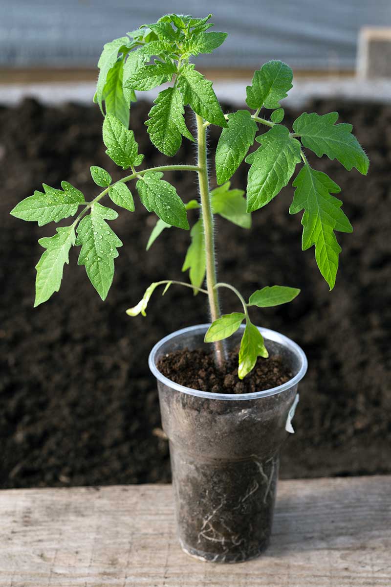 how-long-can-a-tomato-plant-live-the-garden-hows