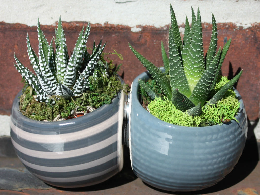 Pots and Containers for Zebra Succulents