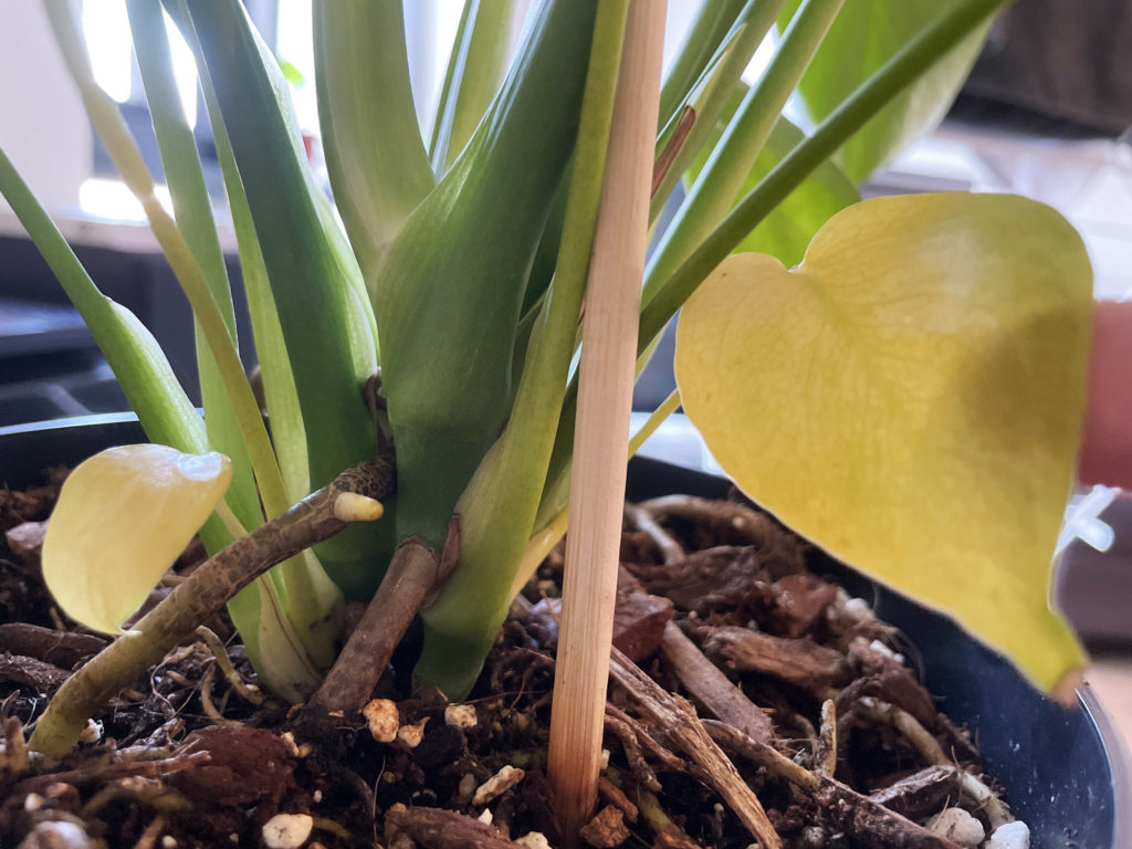 Monstera Leaves Turning Yellow and Brown due to too Much Sun