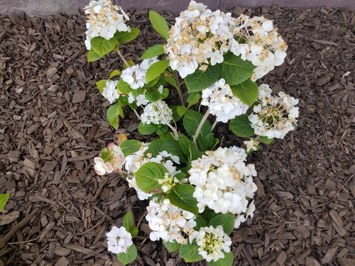 3. Hydrangea Leaves Turning Brown at the Edges and Dying (Too Much Fertilizer)