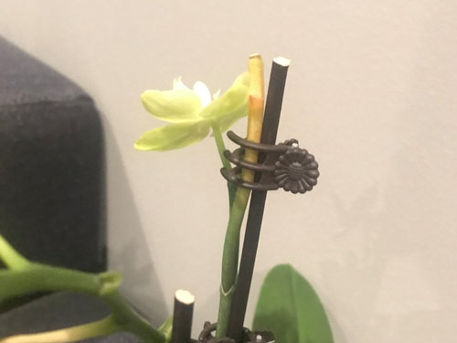 Orchid Stem Turning Yellow? (3 Reasons)