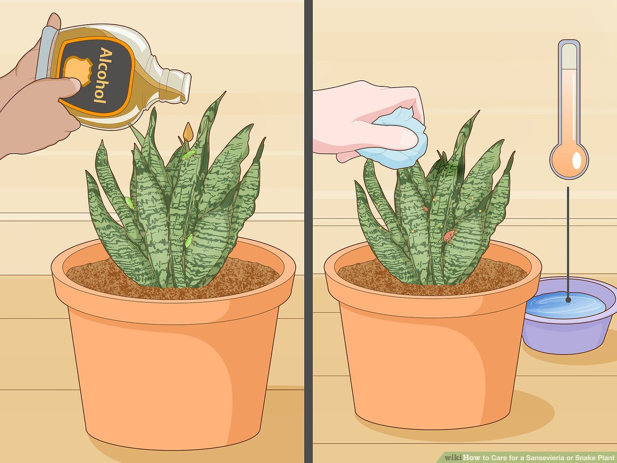 How Much to Water Snake Plants