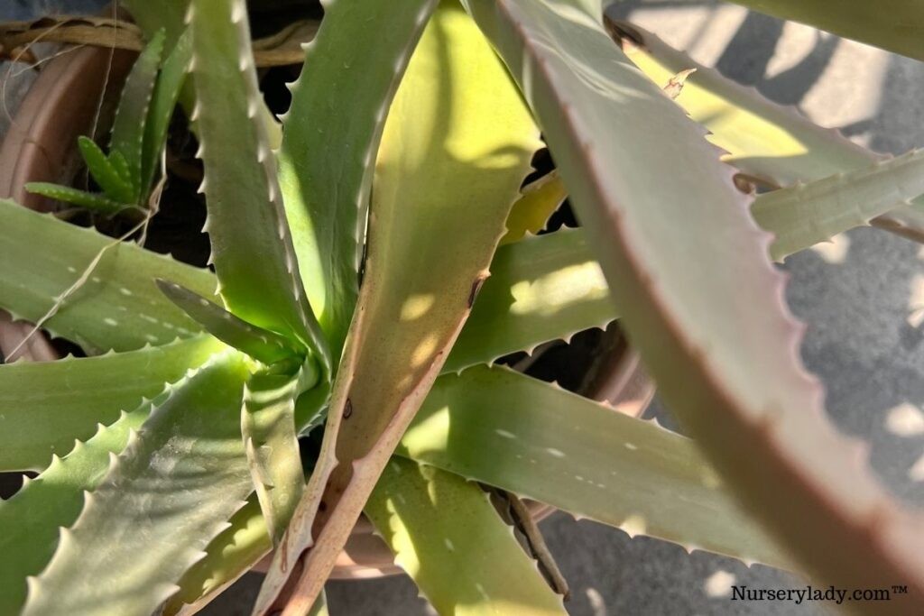 Outdoor Aloe Vera Leaves Curling