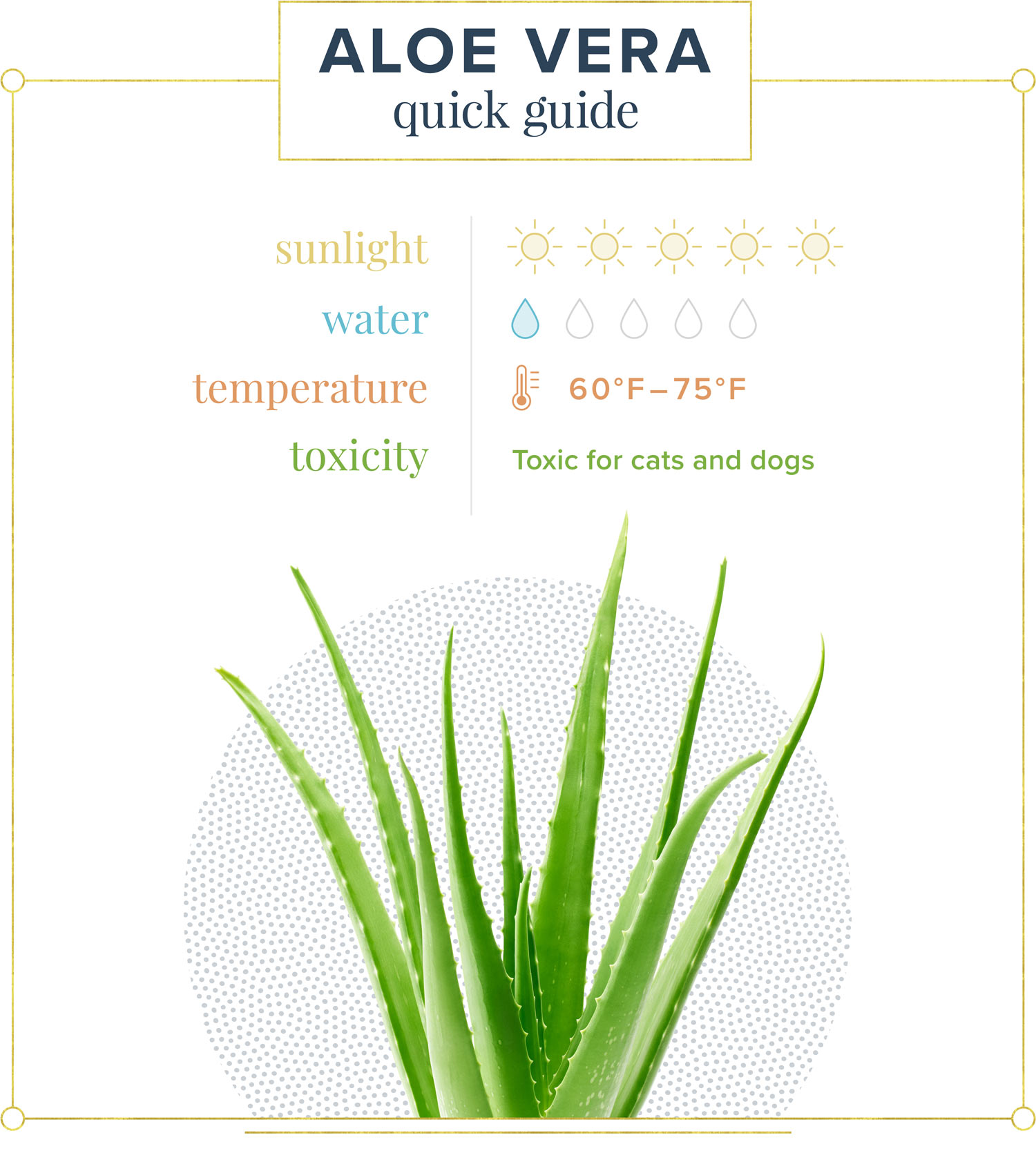 How Much to Water Aloe Vera