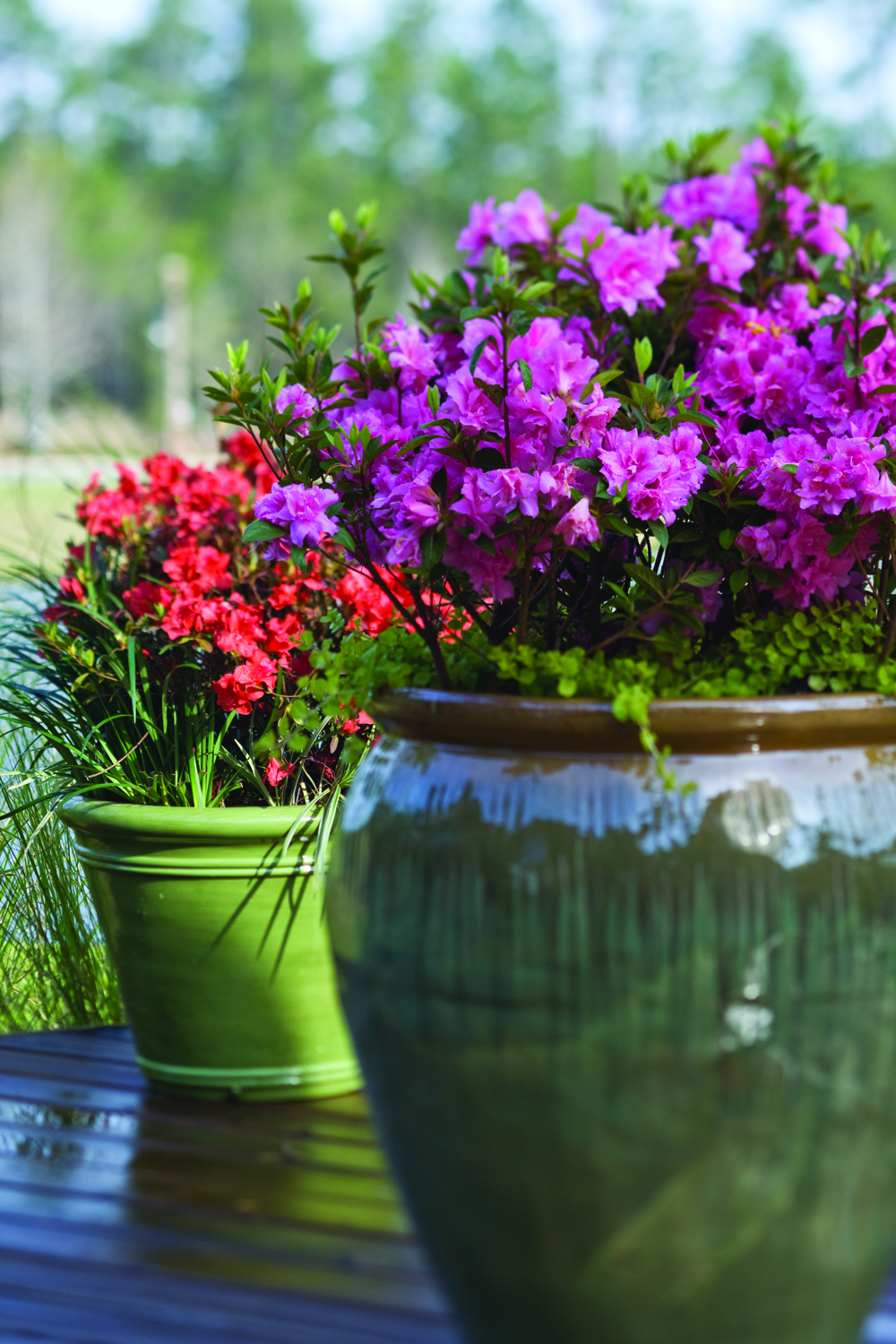 Best Material for Potted Azaleas