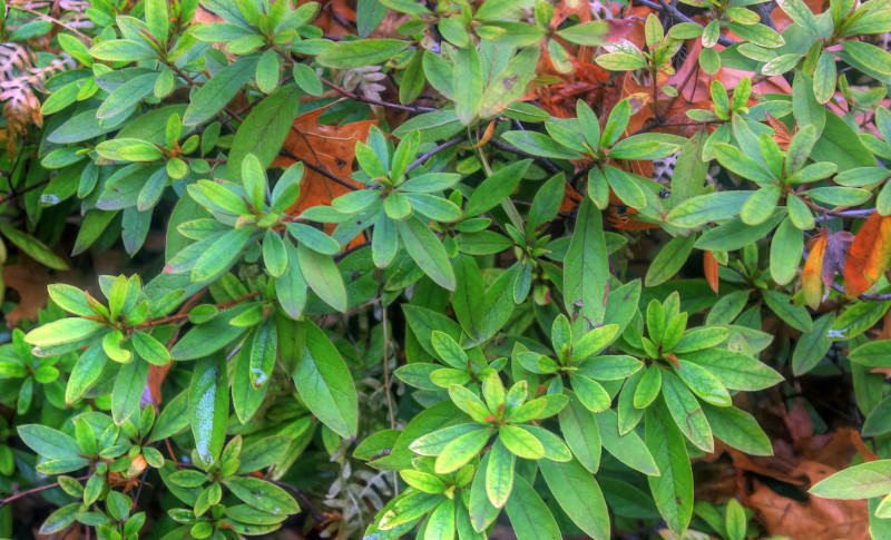 7 Reasons why your Azaleas are not Blooming
