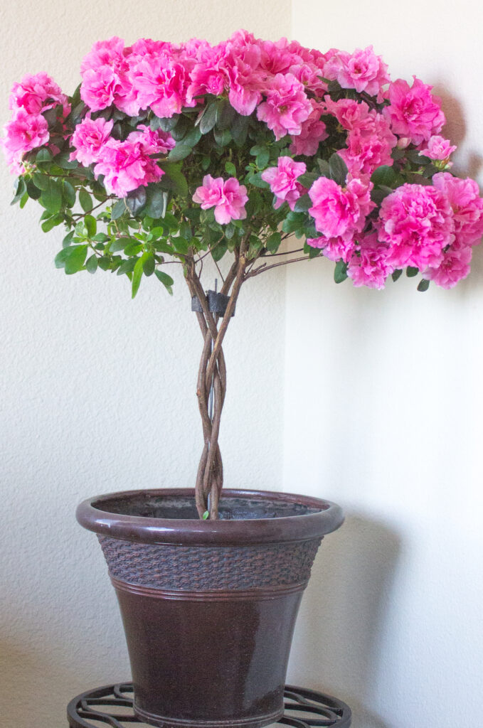 How to Care for Azaleas Indoors