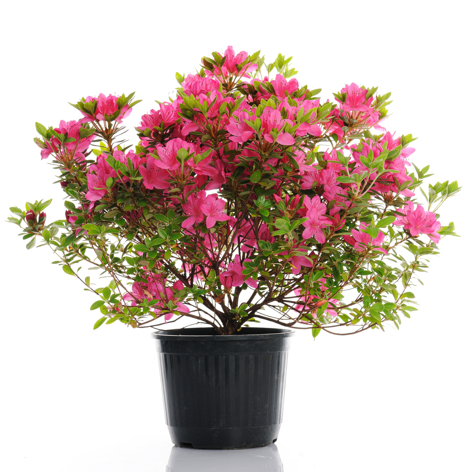 Choosing the Right Pot for Azaleas 