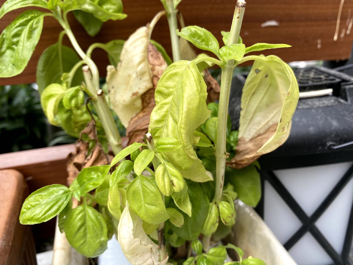 Basil Plant Wilting? (Solutions That Actually Work)