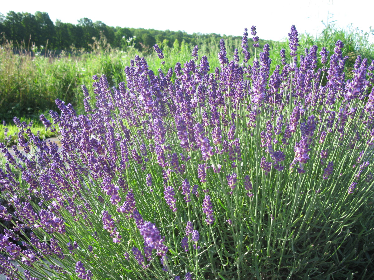 Why English Lavenders are the Hardiest