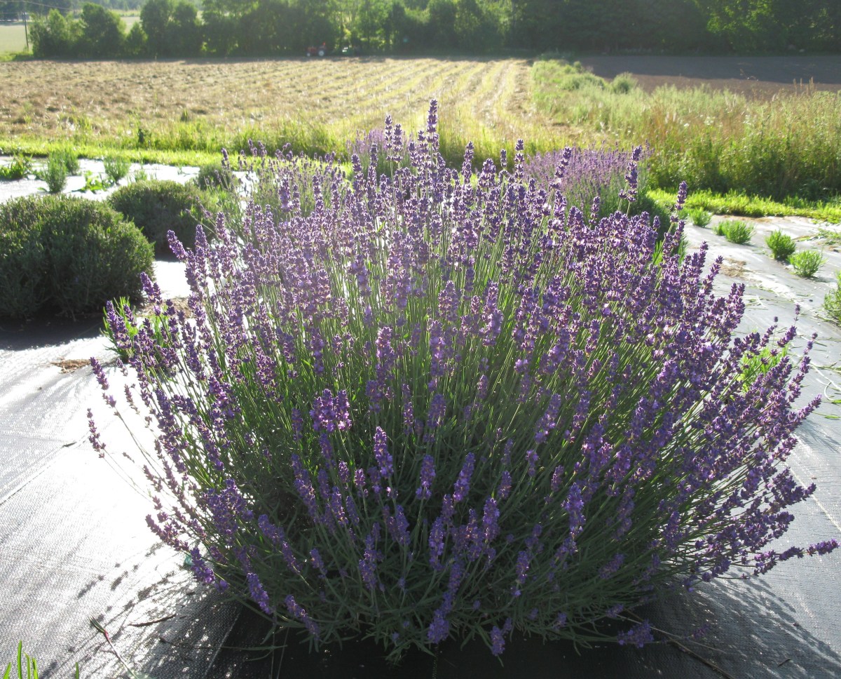 Which Lavender Plant is the Hardiest?