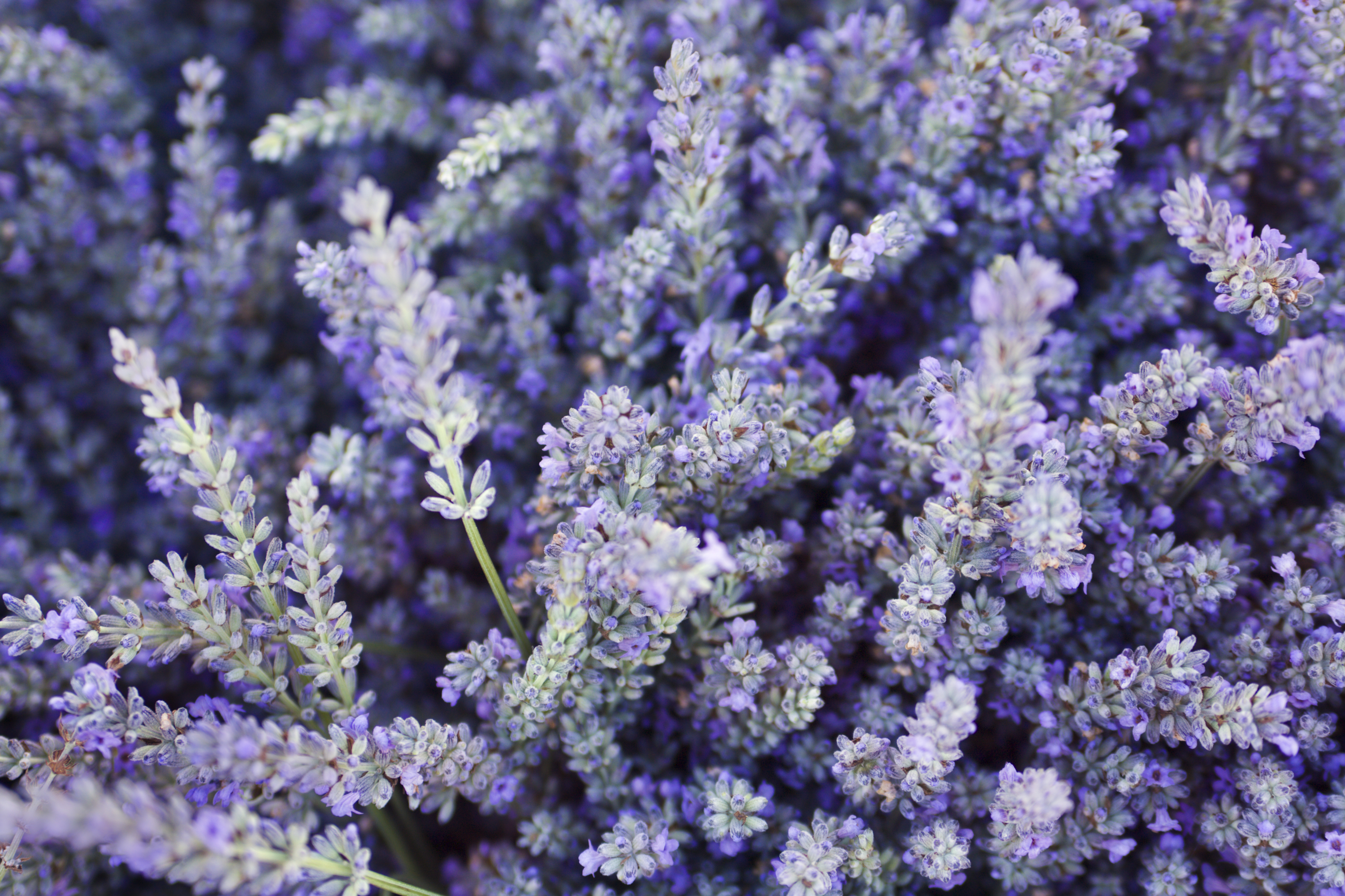 Caring for Non English Lavenders over Winter