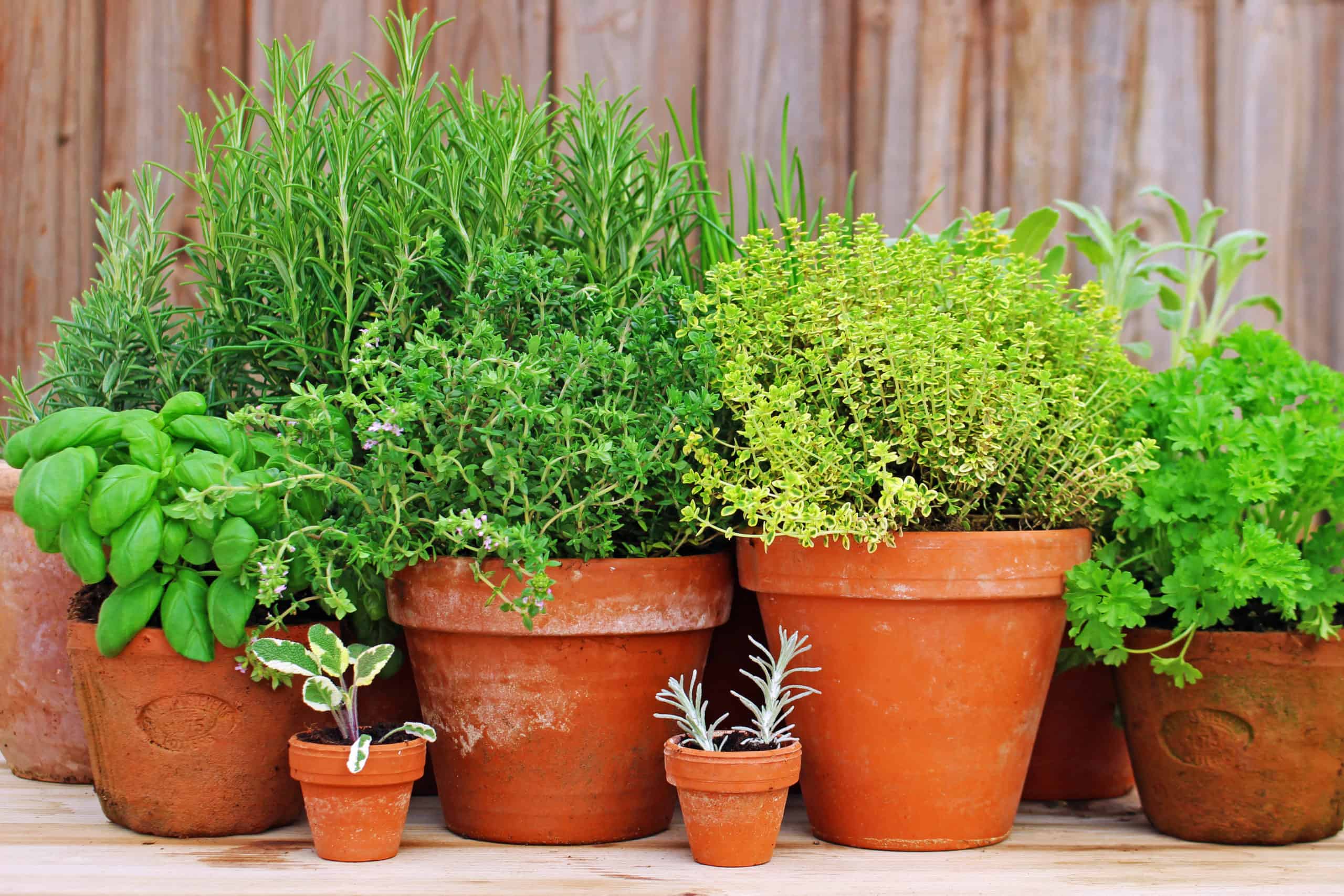 Best Potting Material for Growing Herbs