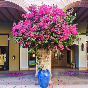 Bougainvillea Care: How to Grow Bougainvillea in Pots - The Garden Hows