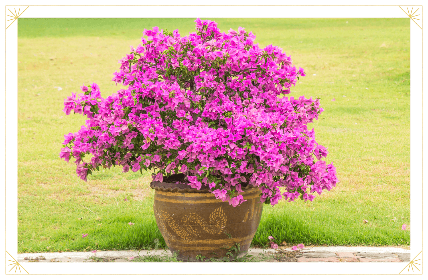 Pruning and Training Potted Bougainvillea