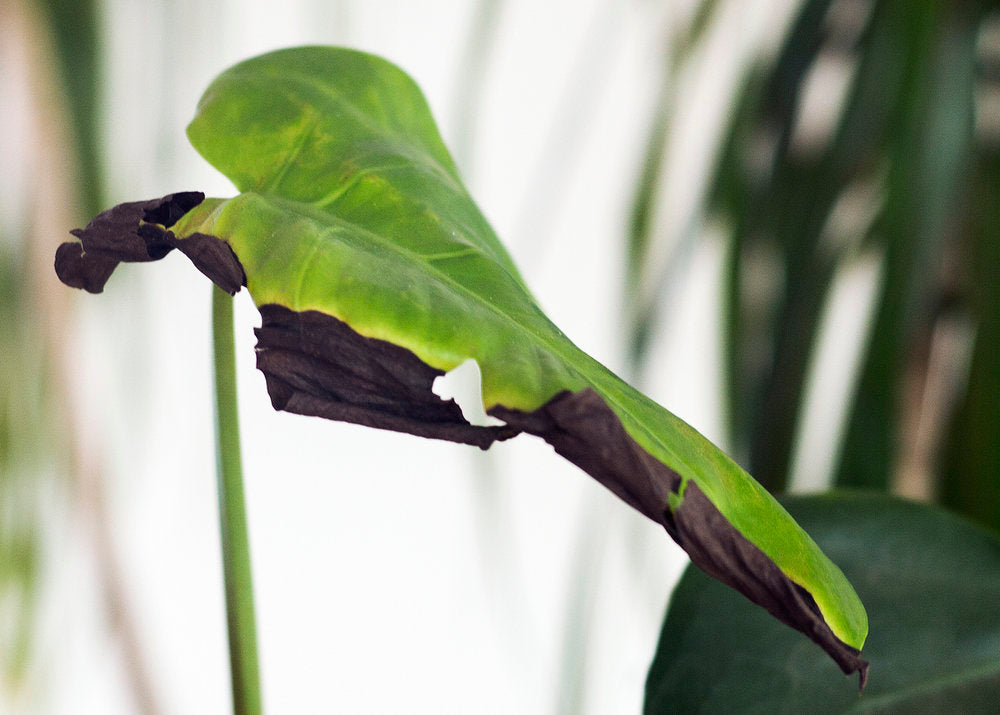 Why is My Snake Plant Turning Black (Solutions)