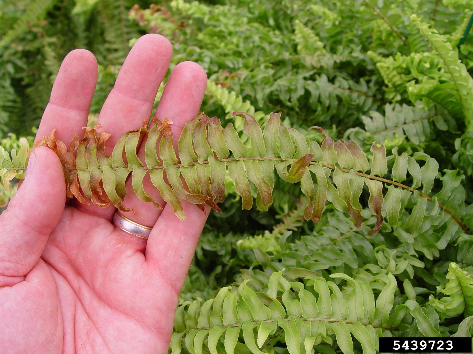 maidenhair fern leaves turning brown