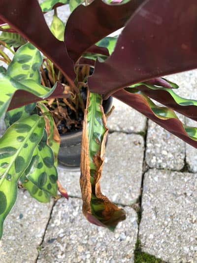 How to Revive a Dying Calathea