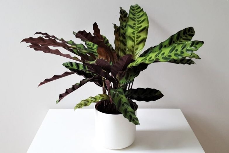 Revive Calathea with Scorched Leaves