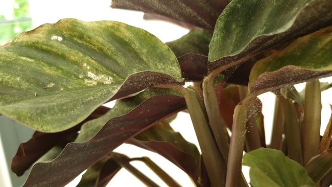 Calathea Leaves Turning Yellow or Brown and a Dying Appearance