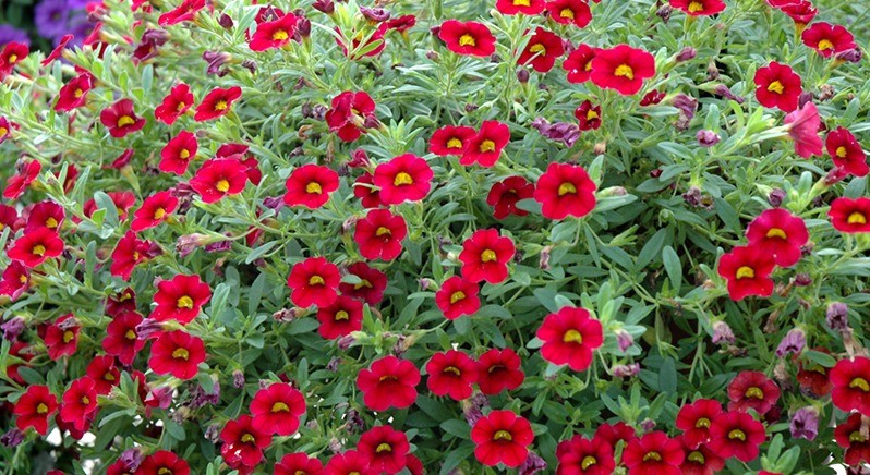Calibrachoa Dying Due to Under Watering (Wilting Foliage and Flowers)