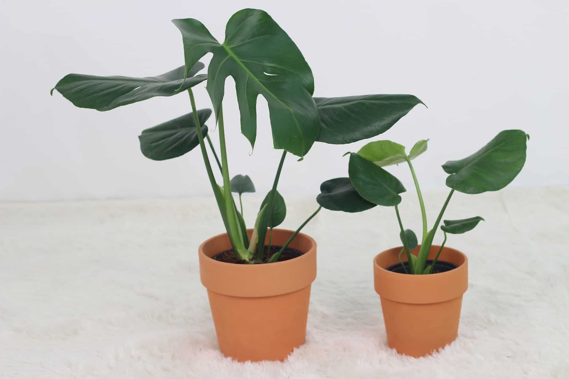 How to Water Monstera Deliciosa Plants
