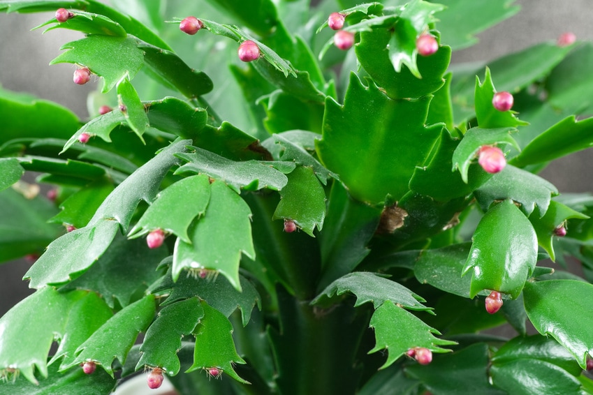 why-is-my-christmas-cactus-dropping-buds-the-garden-hows