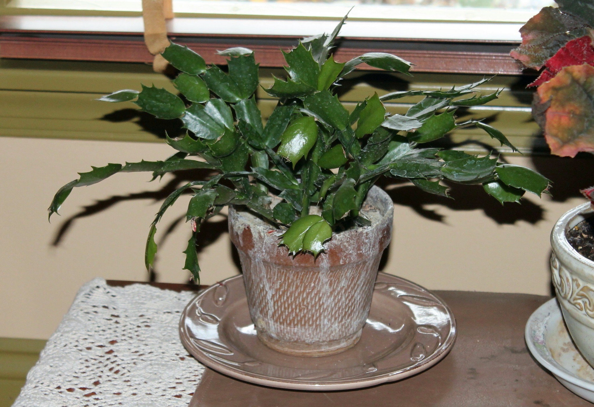 (7 Reasons) Why your Christmas Cactus Isn’t Blooming