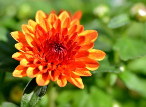 Chrysanthemum Orange Flower