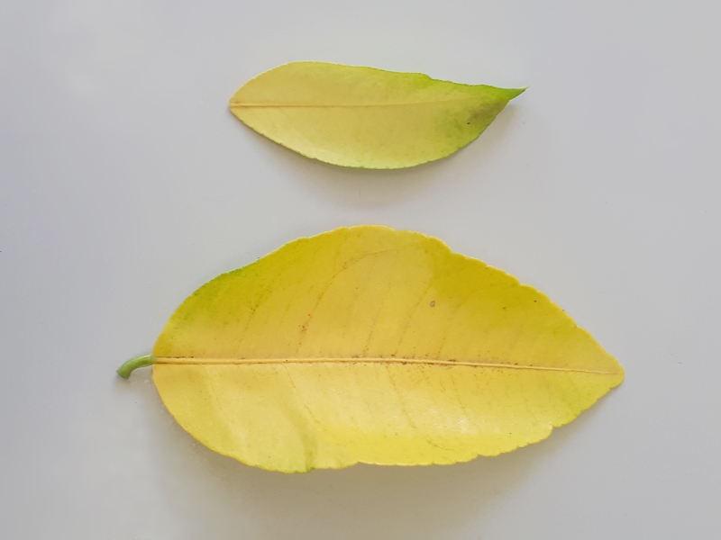 Yellow Leaves due to Lack of Fertilizer 