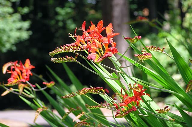 Crocosmia Not Flowering? (How to Solve it)