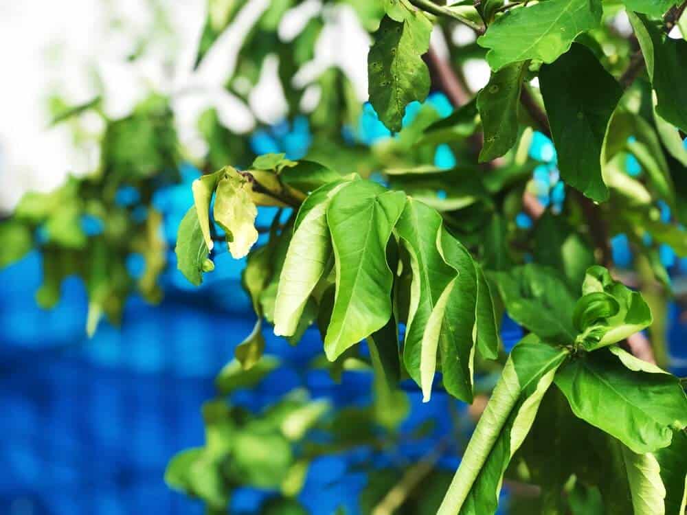 Indoor Lemon Tree Leaves Curling