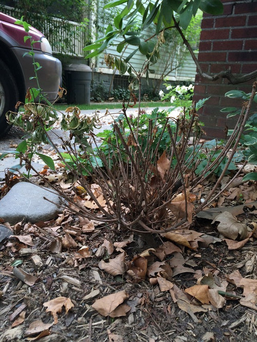 7. Acidic Soil for Azaleas in Pots