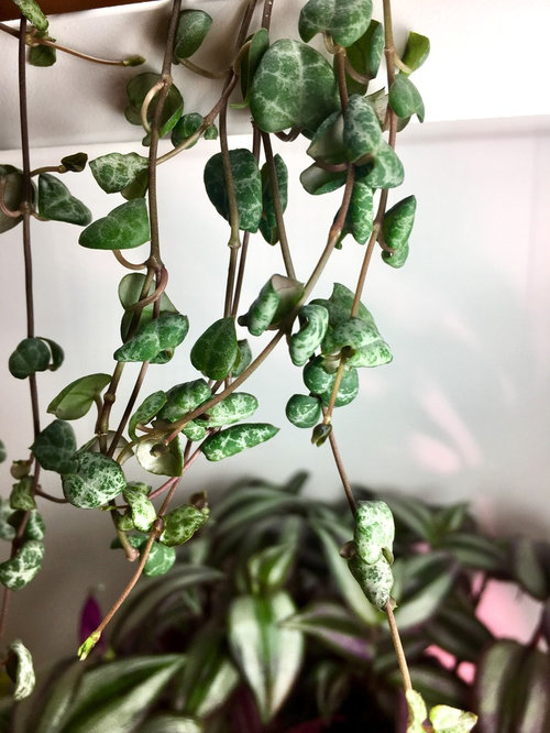 String of Hearts Leaves Curling? (How to Solve it)