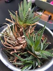 Zebra Succulent with Brown Tips and Brown Lower Leaves