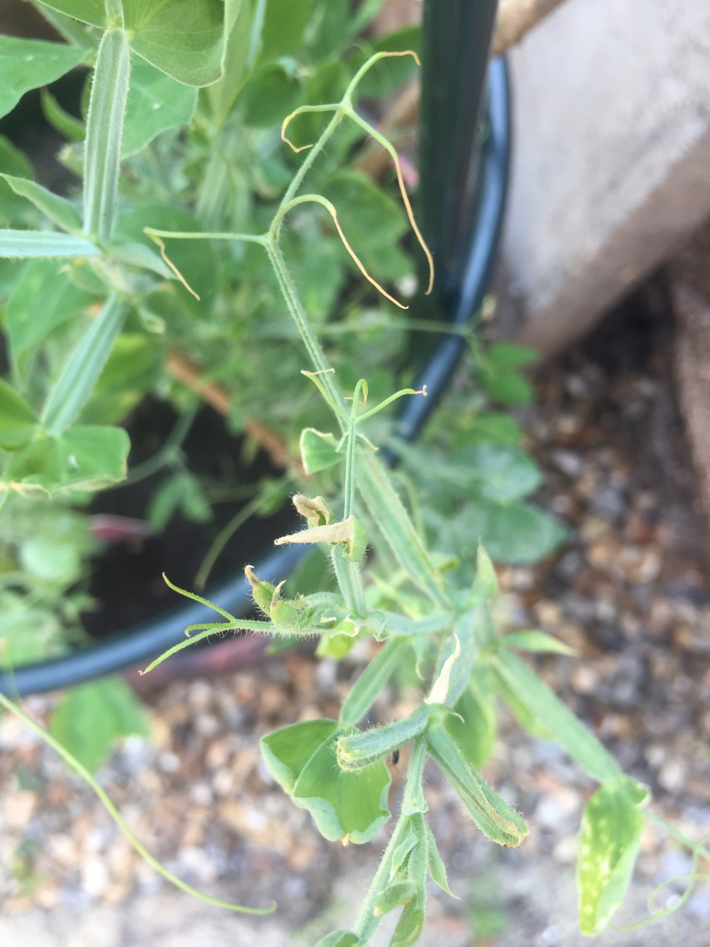 (5 Reasons) Why Your Sweet Peas are not Blooming