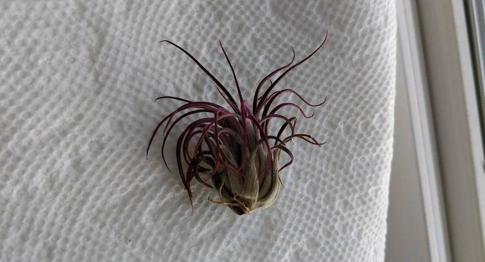 How to Revive a Dying Air Plant