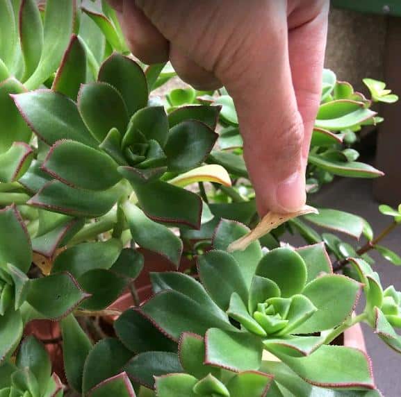 How to Revive an Over Watered Succulent with Shriveled Leaves