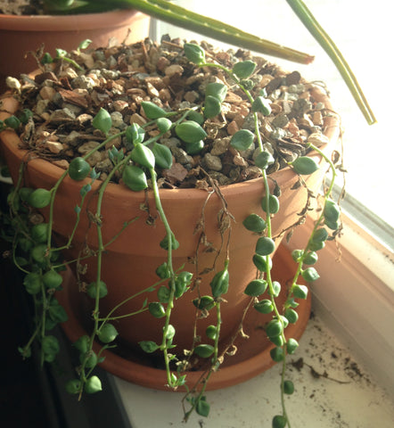 String of Pearls Leaves Turning Brown or Yellow with Dying Appearance