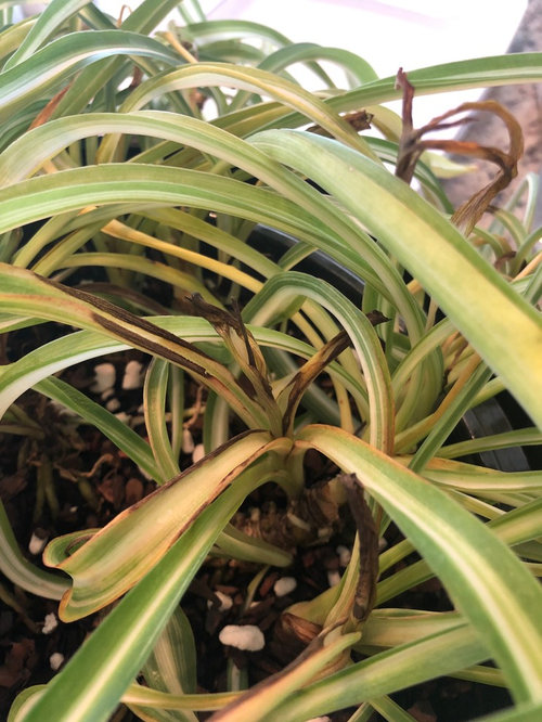 Why Are My Spider Plant Leaves Turning Black The Garden Hows