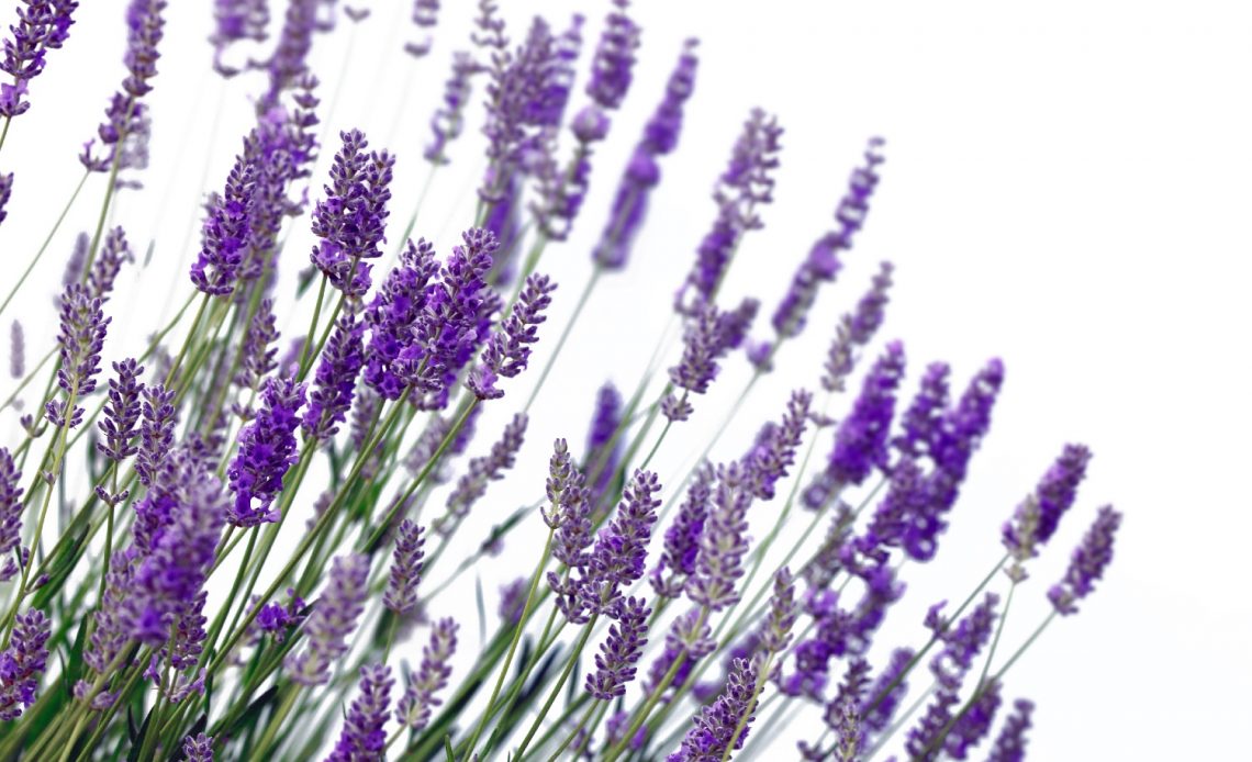 Lavender Growing Back After Pruning