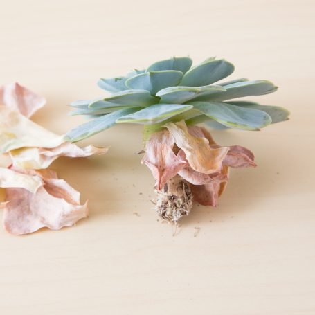 Why is My Succulent Dying? (6 Solutions that Actually Work)