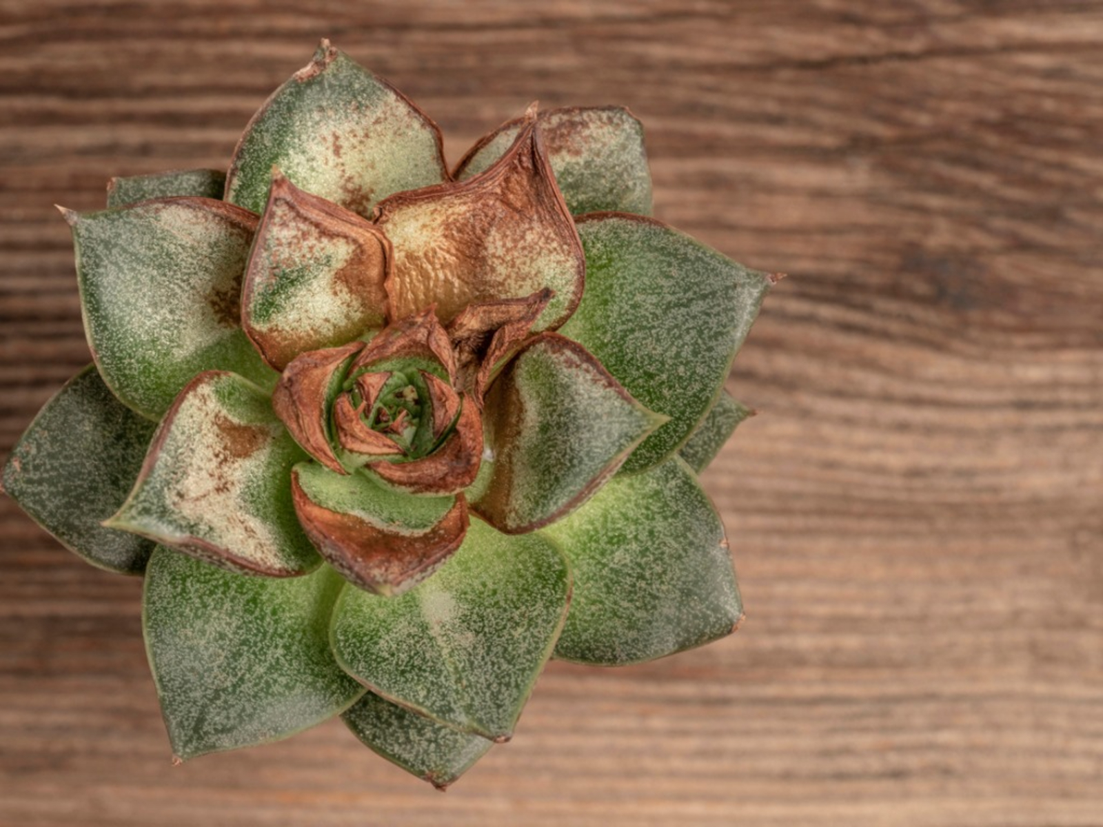 How to Revive a Succulent that is Losing Leaves