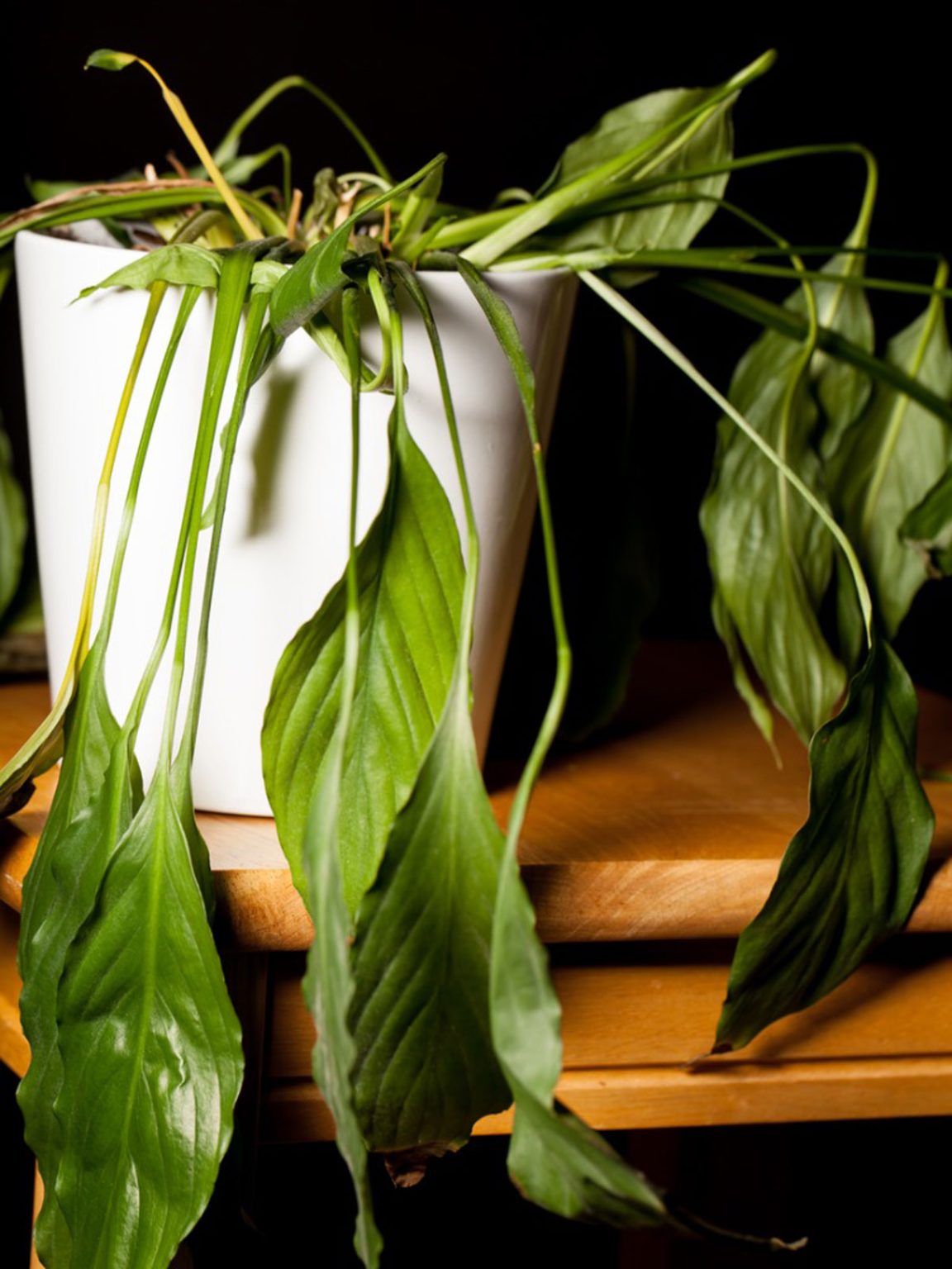 How to Revive a Drooping Peace Lily The Garden Hows