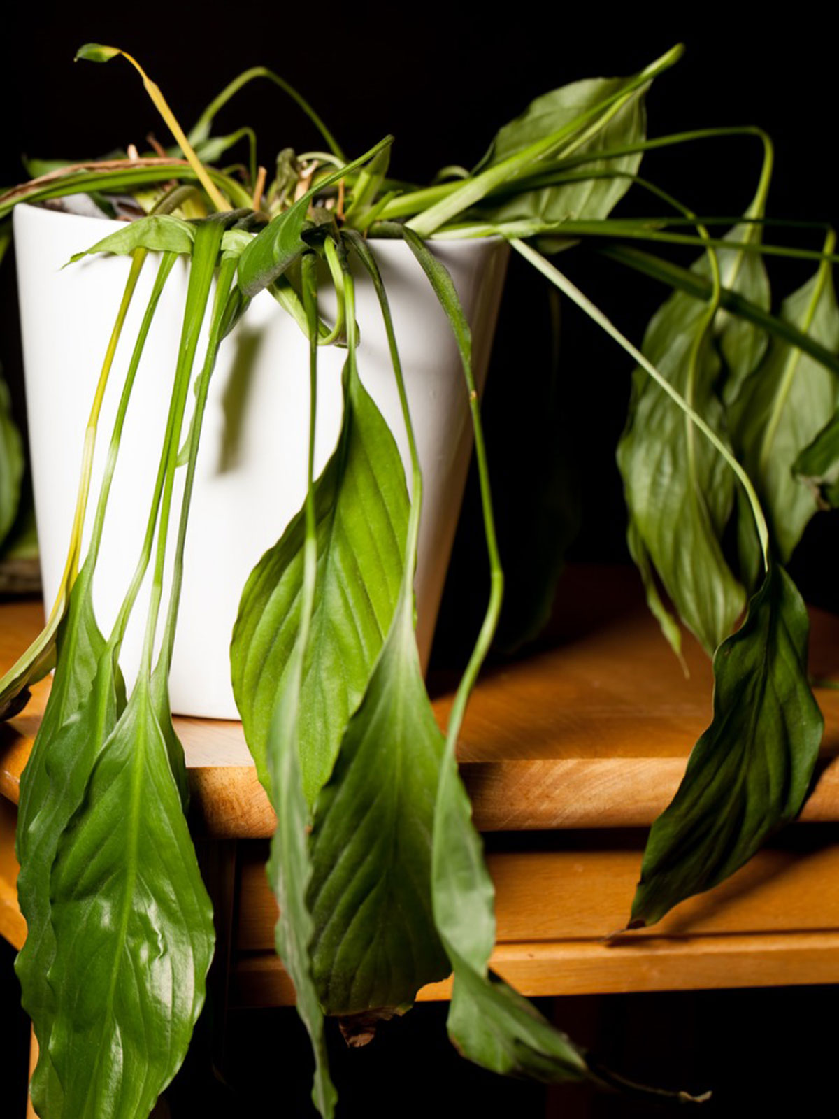 How to Revive a Drooping Peace Lily