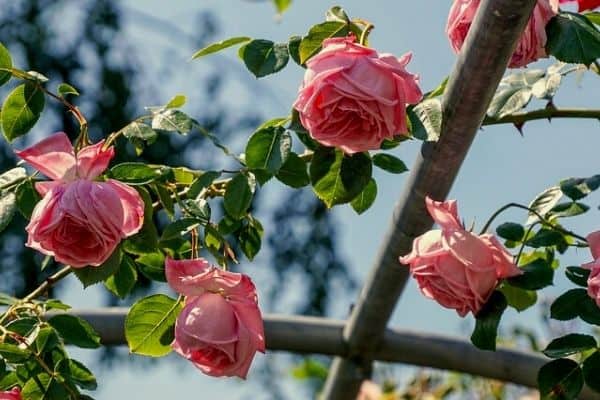 Why is My Rose Bush Drooping? (How to Save it)